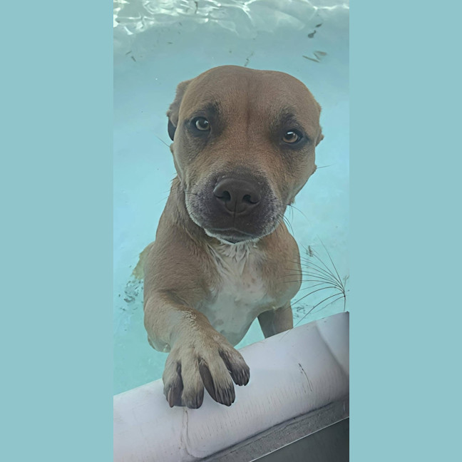 Photo of Sasha   7 Year Old Staffy