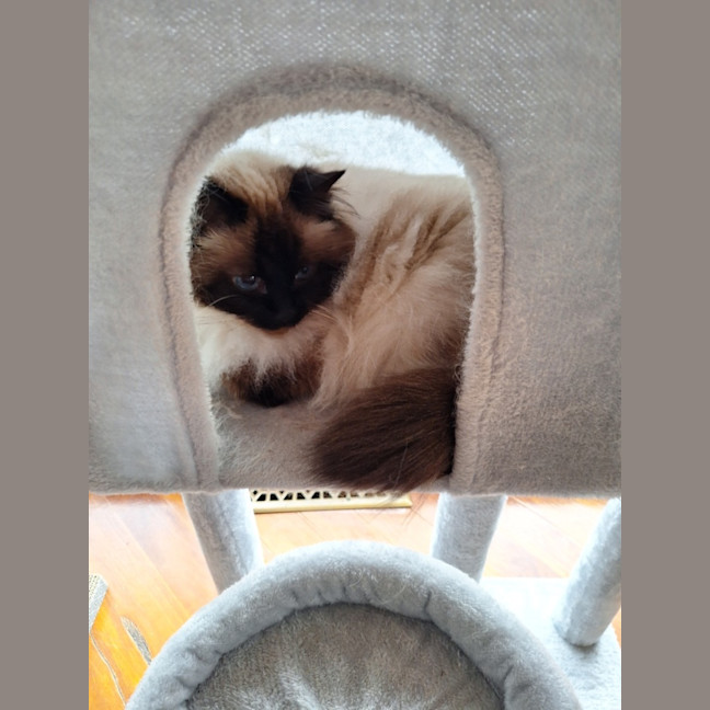 Photo of Princess Saffy