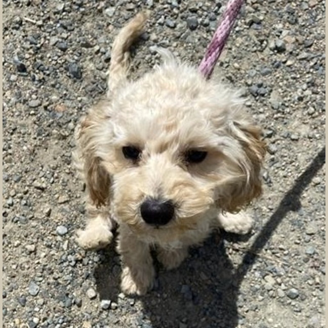 Photo of Teddy