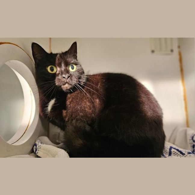 Photo of Tootsie