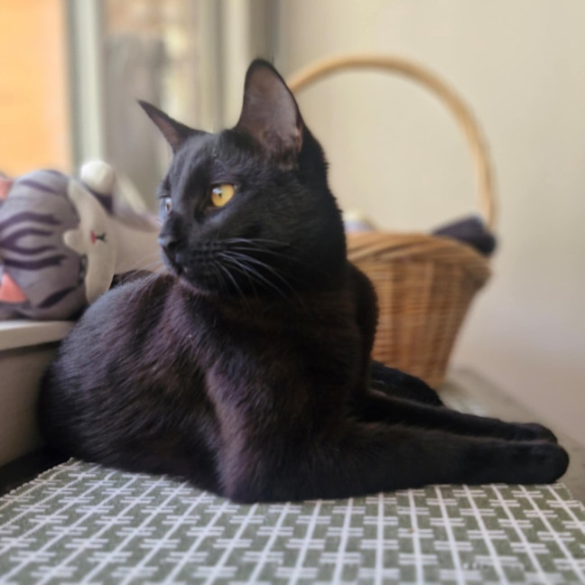 Photo of Lestat   Located In Preston