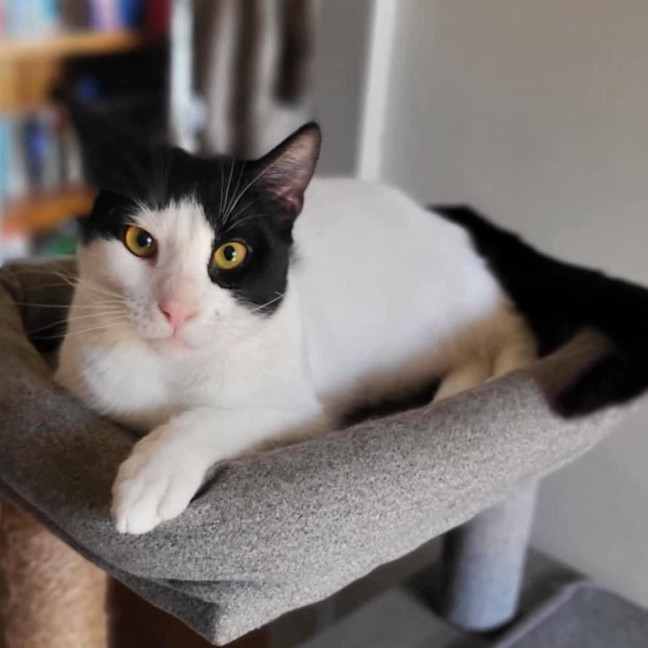 Photo of 9845   Fresian