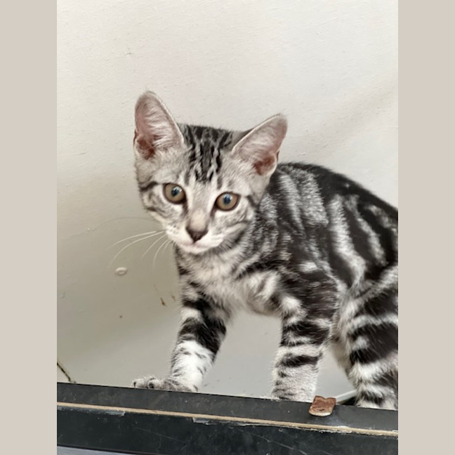 Photo of Violet