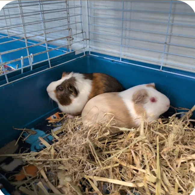 Photo of Hazel & Cocoa