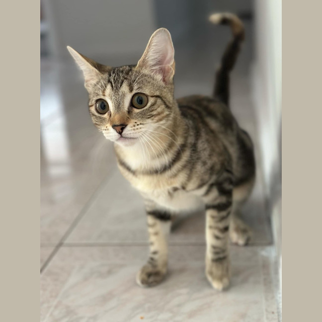 Photo of Layla