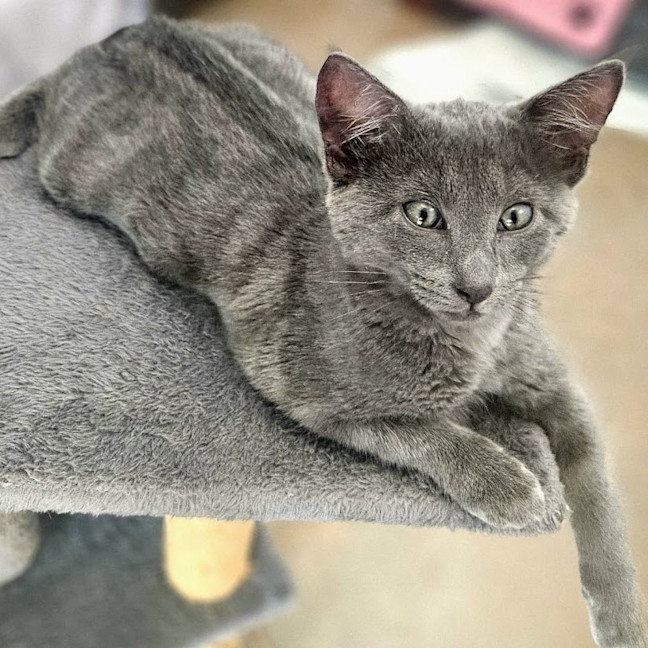 Photo of Asher