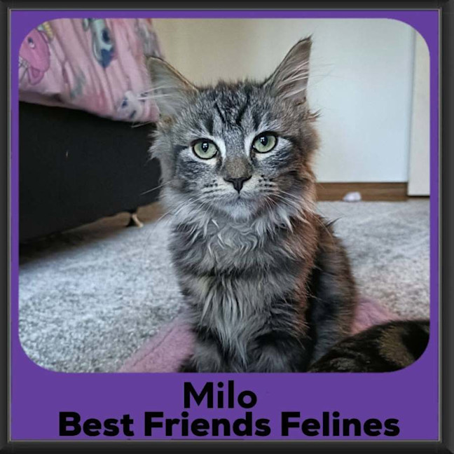 Photo of Milo