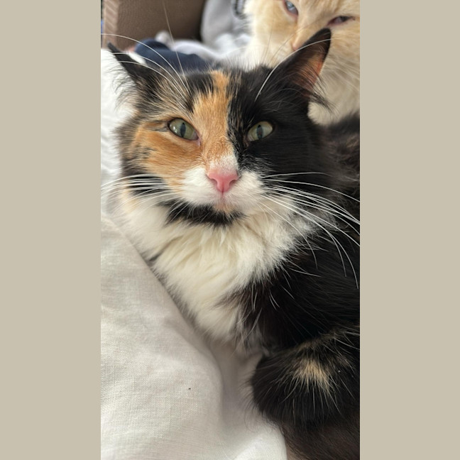 Photo of Callie