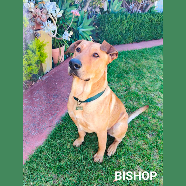 Photo of Bishop