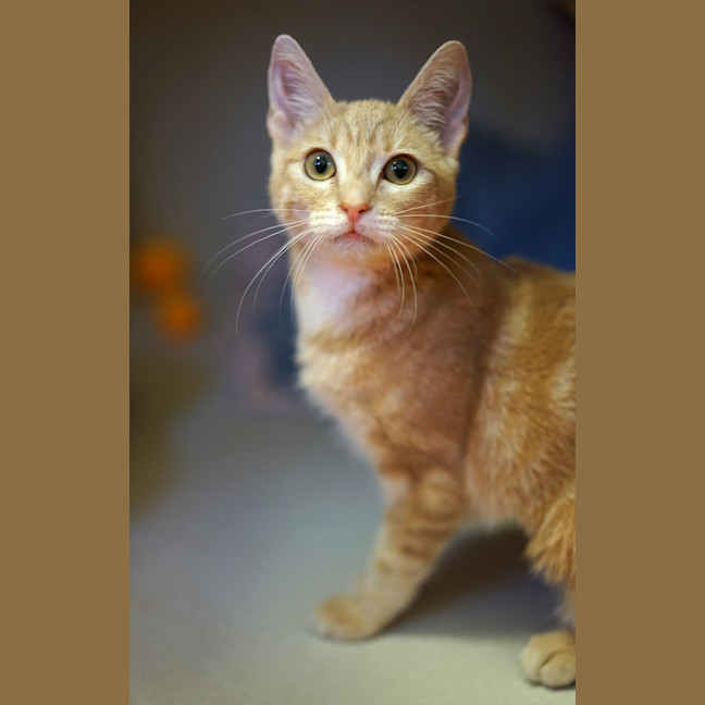 Photo of Olive