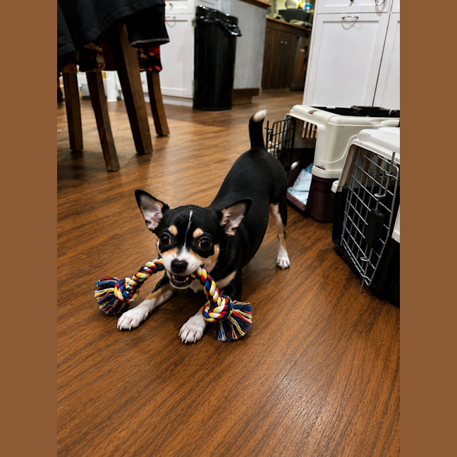 Photo of Teddy