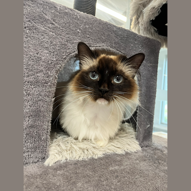 Photo of Sapphire