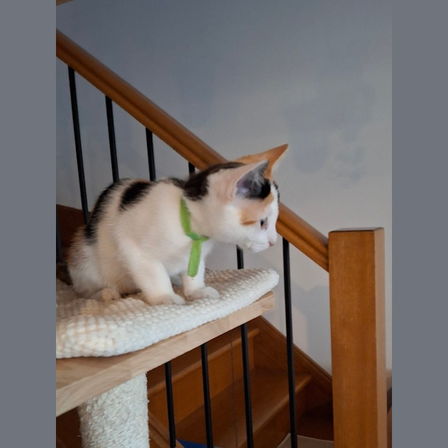 Photo of Blossom 🌸🌺