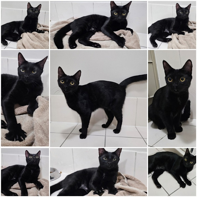 Photo of Chloe 🐈‍⬛💛🐾