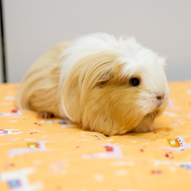 Photo of Creampuff