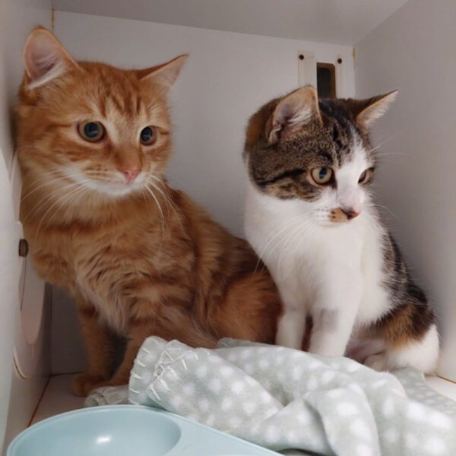 Photo of Sydney And Phoenix