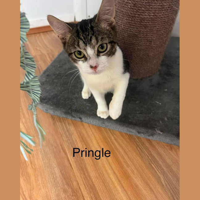 Photo of Pringle