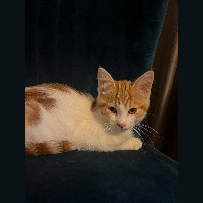 Photo of Nugget