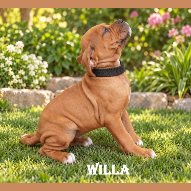 Photo of Willa