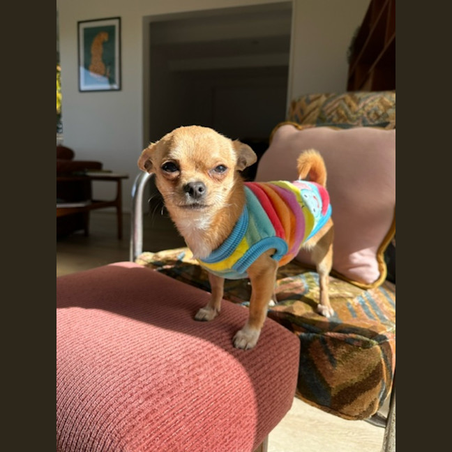 Photo of Geronimo