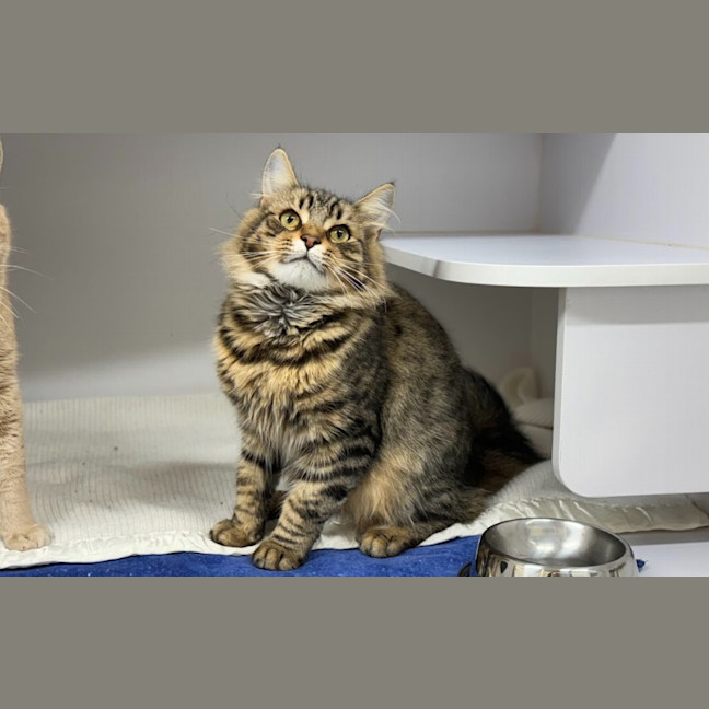 Photo of Artemis