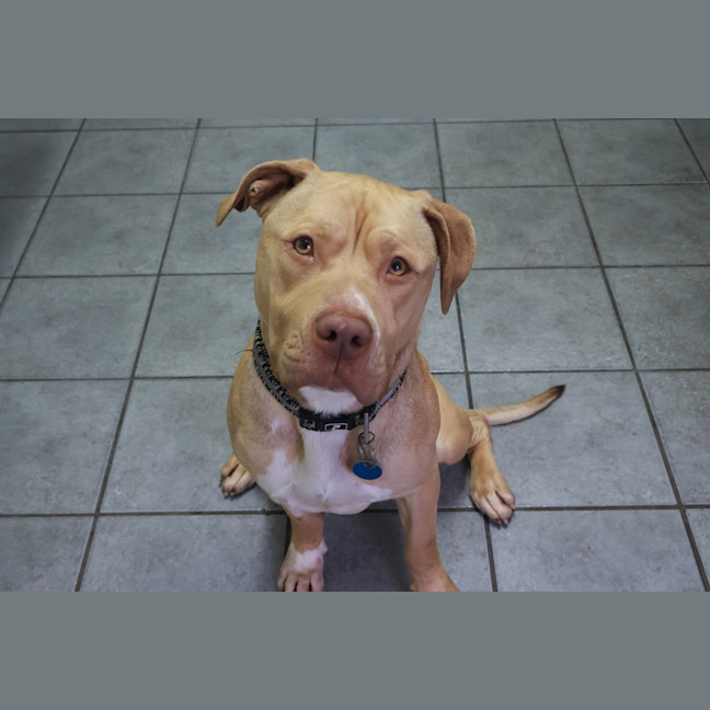 Photo of Tyson