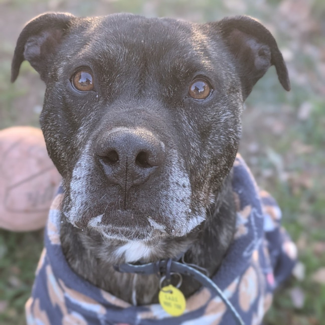 Photo of Tonka