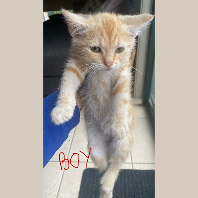 Photo of Charizard ** 2nd Chance Cat Rescue **