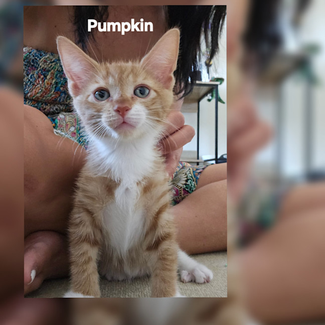 Photo of Pumpkin