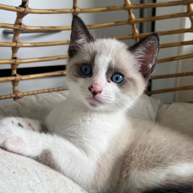 Photo of Possum 🩵🐟