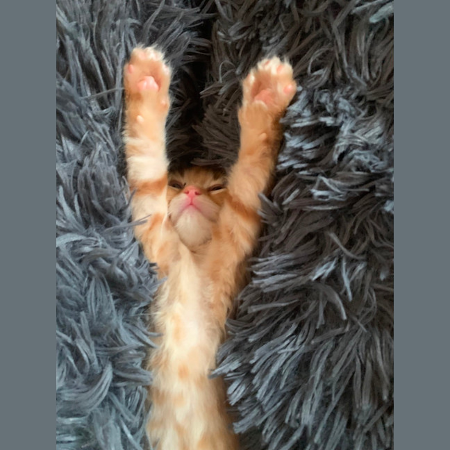 Photo of Sawyer 🐈🐈💙💙