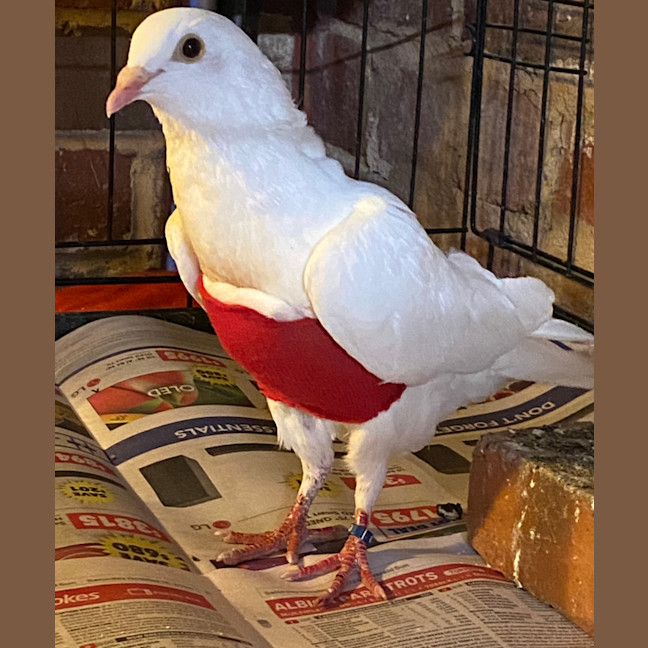 Photo of Toilet Paper Roll 18