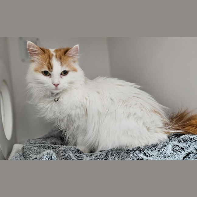 Photo of Belle