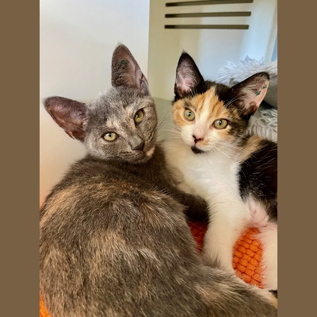 Photo of Monte Carlo