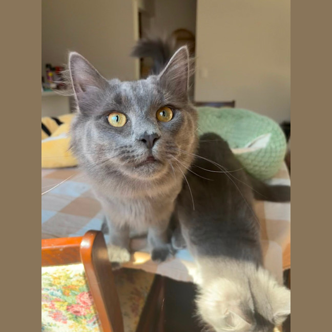 Photo of Basil