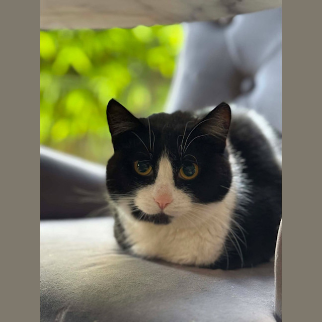 Photo of Pip   In Foster Care In Cranbourne