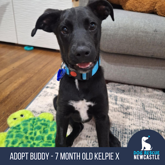 Photo of Buddy   7 Month Old Kelpie X