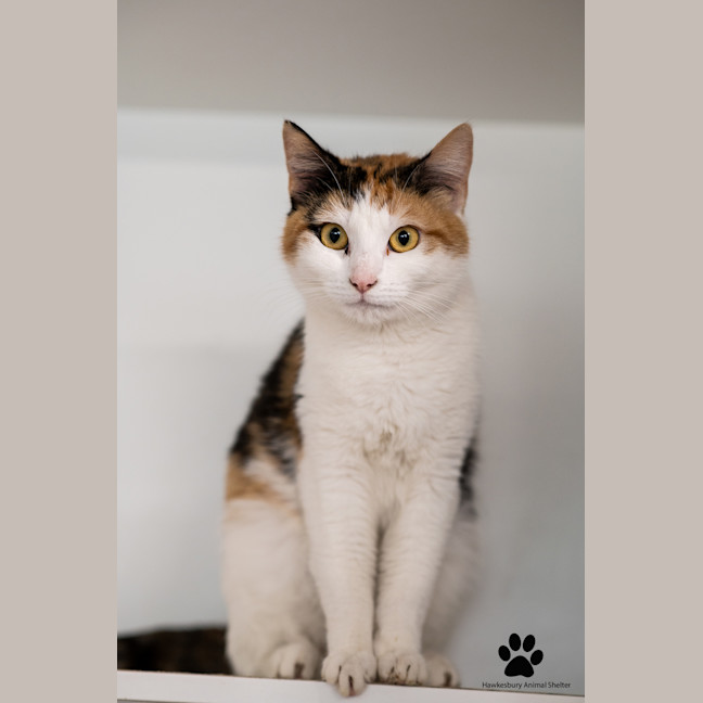 Photo of Pebbles
