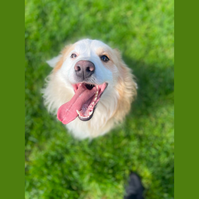 Photo of Rocco