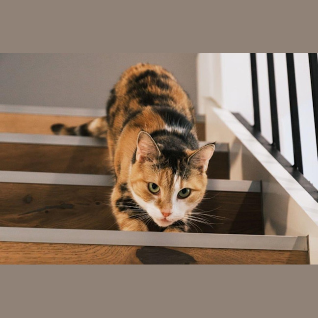 Photo of Genevieve Illingworth