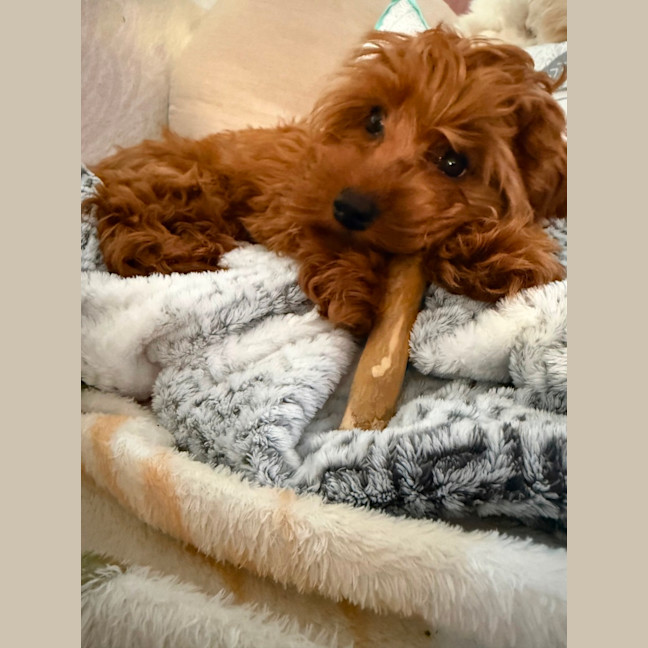 Photo of Josie 