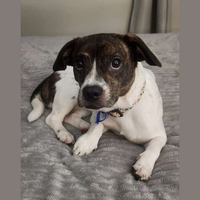 Photo of Daisy   10 Month Old Dachshund X Boston Terrier