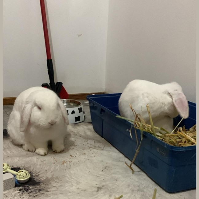 Photo of Yoyo & Yumberry
