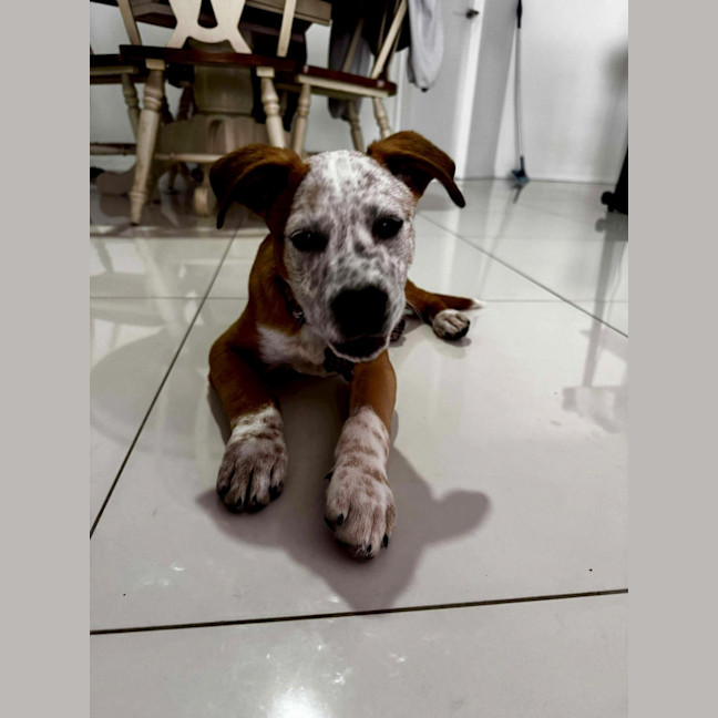 Photo of Buddy