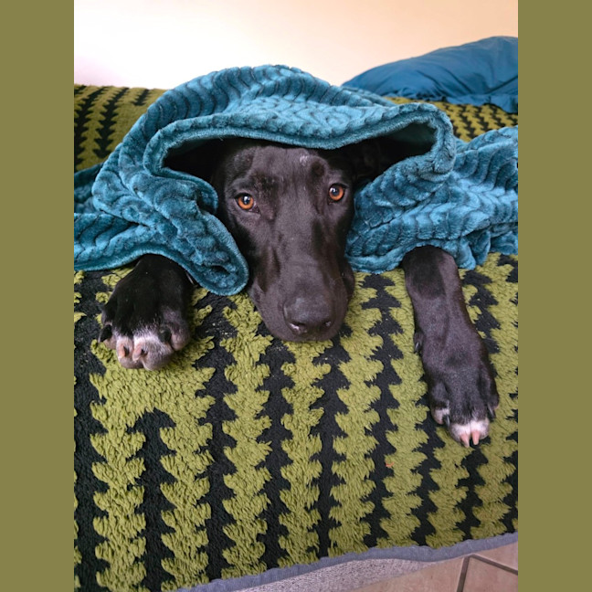 Photo of Dobby