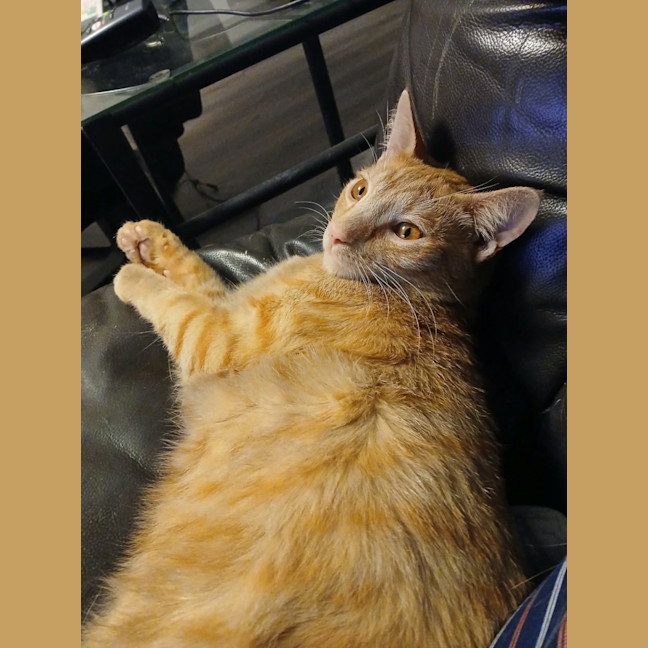 Photo of Ninja
