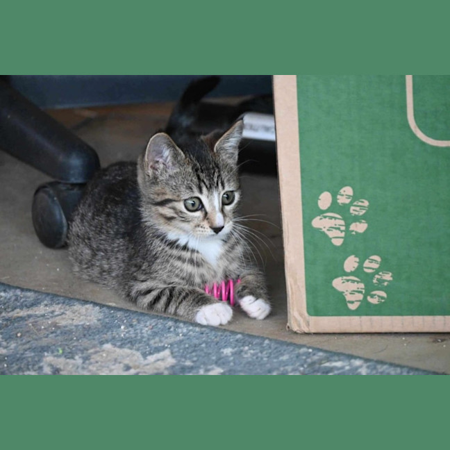 Photo of Tigerlily