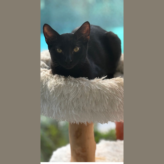 Photo of Polo
