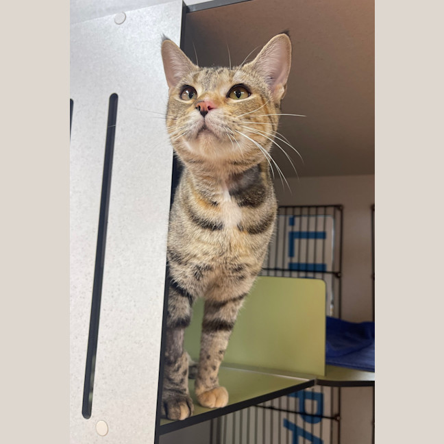 Photo of Twix