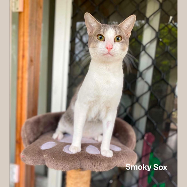 Photo of Smoky Sox